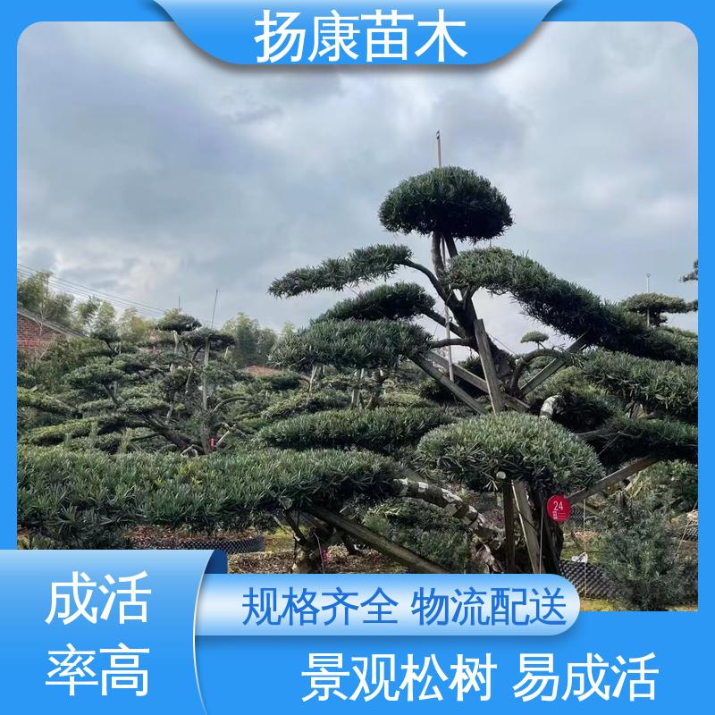 扬康苗木 日 本罗汉松 园林庭院造景植物 高端大气镇宅