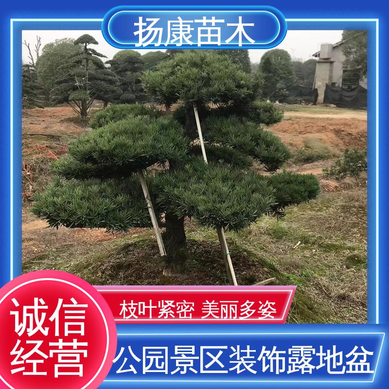 扬康苗木 基地供应 日 本罗汉松 绿化工程行道树 精致美丽 易成活