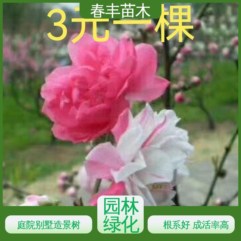 春丰苗木 基地供应 人面桃花40元装车 花叶秀丽 易成活