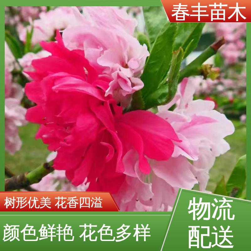 春丰苗木 基地供应 洒红龙柱桃 绿化工程行道树 花叶秀丽 易成活