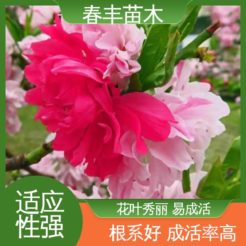 春丰苗木 基地供应 绯桃树 园林绿化 公园景区造景植物 花瓣多 花朵大 