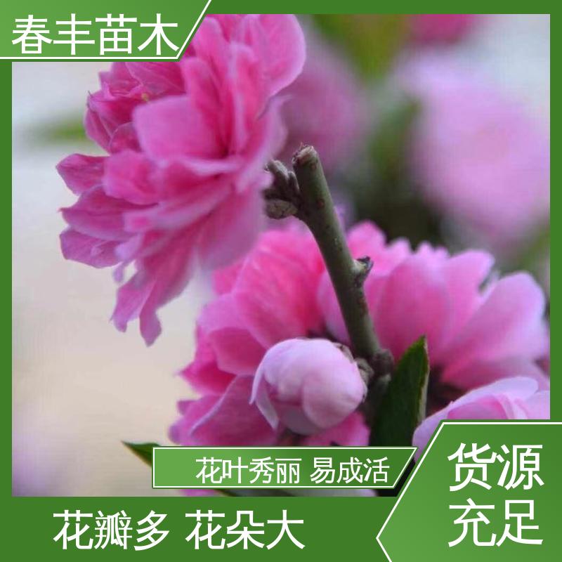 春丰苗木 垂枝花桃 绿化工程行道树 移栽种植 高存活率