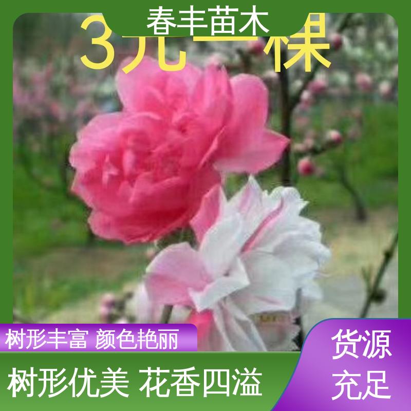 观赏桃花树苗桃花苗批发桃花苗多少钱一颗桃花苗多少钱观赏桃花苗