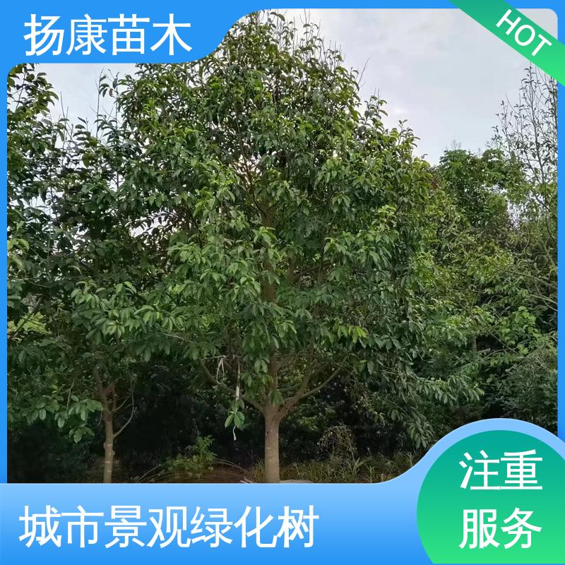 扬康苗木 基地供应 乐 昌含笑苗 园林庭院造景植物 精致美丽 易成活