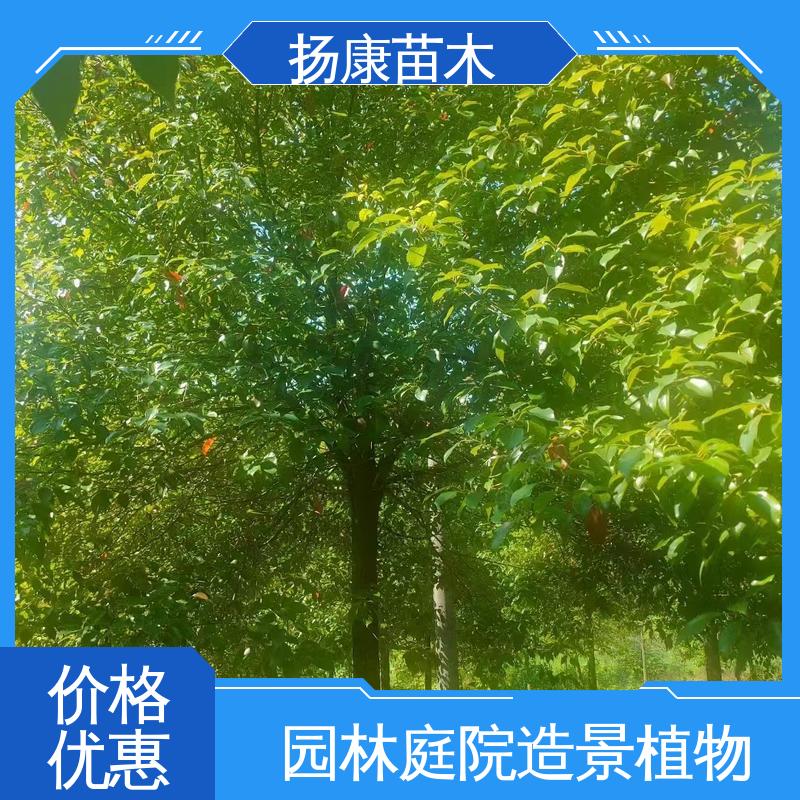 扬康苗木 基地供应 四 川乐昌含笑 园区道路绿化苗 枝叶紧密 美丽多姿