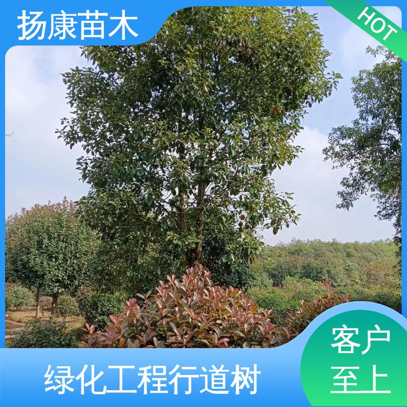 扬康苗木 基地供应 湖 南乐 昌含笑 城市景观绿化树 树形丰富 成活率高