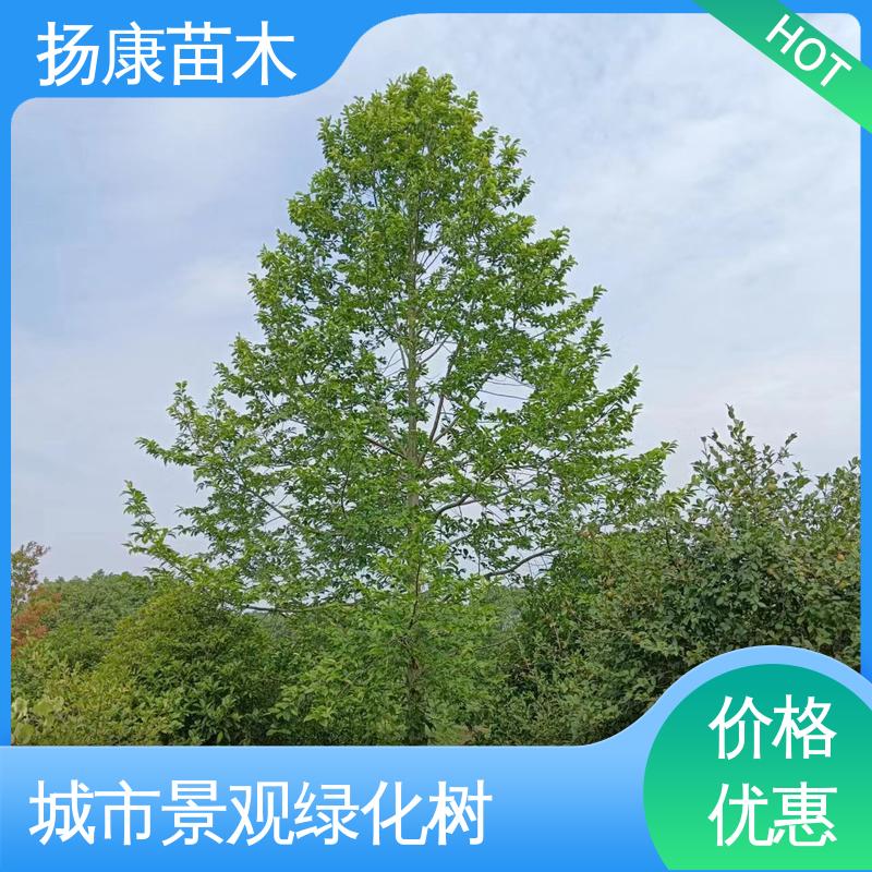 扬康苗木 乐 昌含笑 道路绿化行道苗 精致美丽 易成活