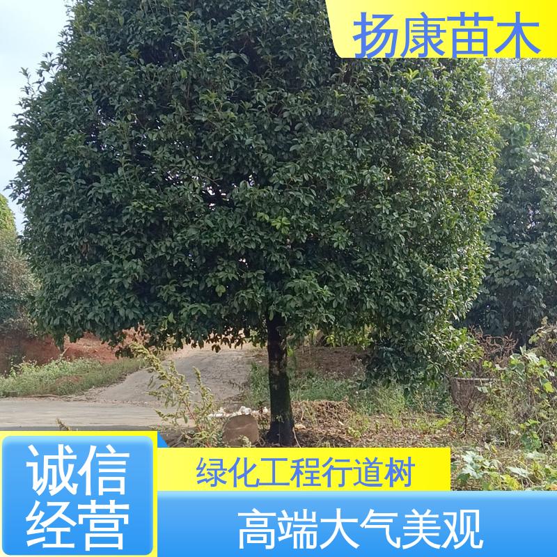 扬康苗木 基地供应 湖 南 乐 昌含笑 道路绿化行道苗 精致美丽 易成活