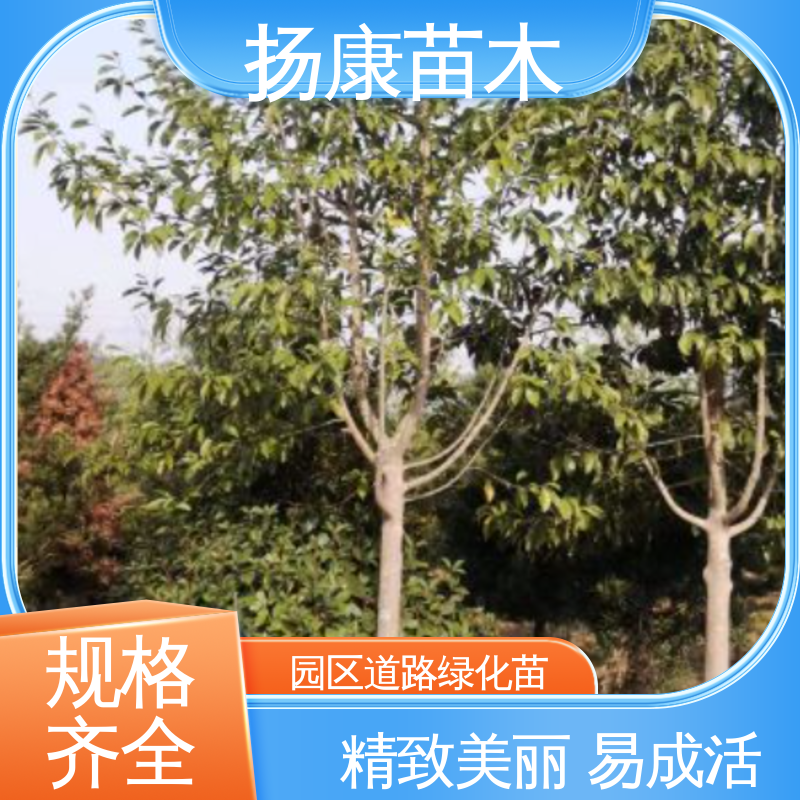 扬康苗木 基地供应 20公分乐昌合笑 绿化工程专用苗 环境适应性强