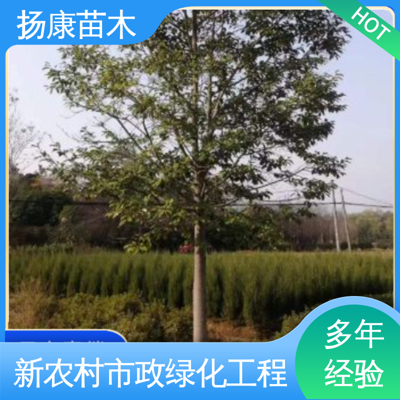 扬康苗木 乐 昌含笑 园林景区栽植 精致美丽 易成活