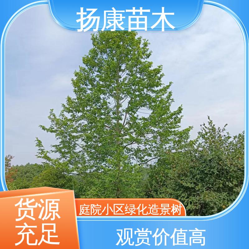 扬康苗木 四 川乐昌含笑 园林庭院造景植物 树形丰富 成活率高