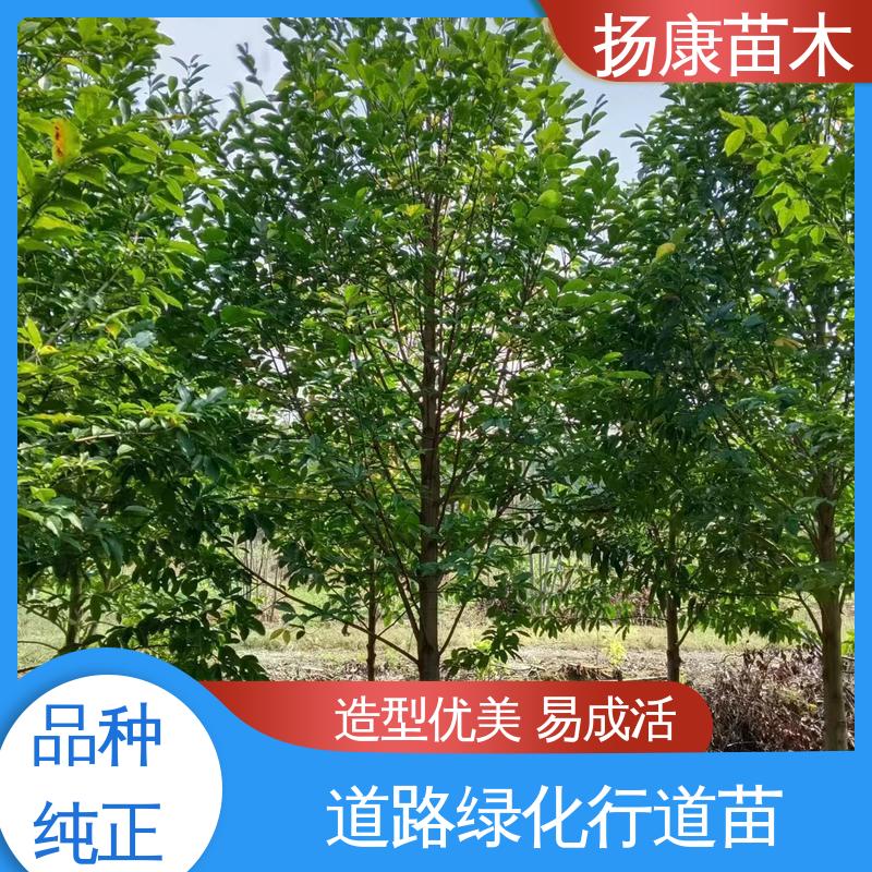 扬康苗木 浙 江乐昌含笑 园林景区栽植 精致美丽 易成活
