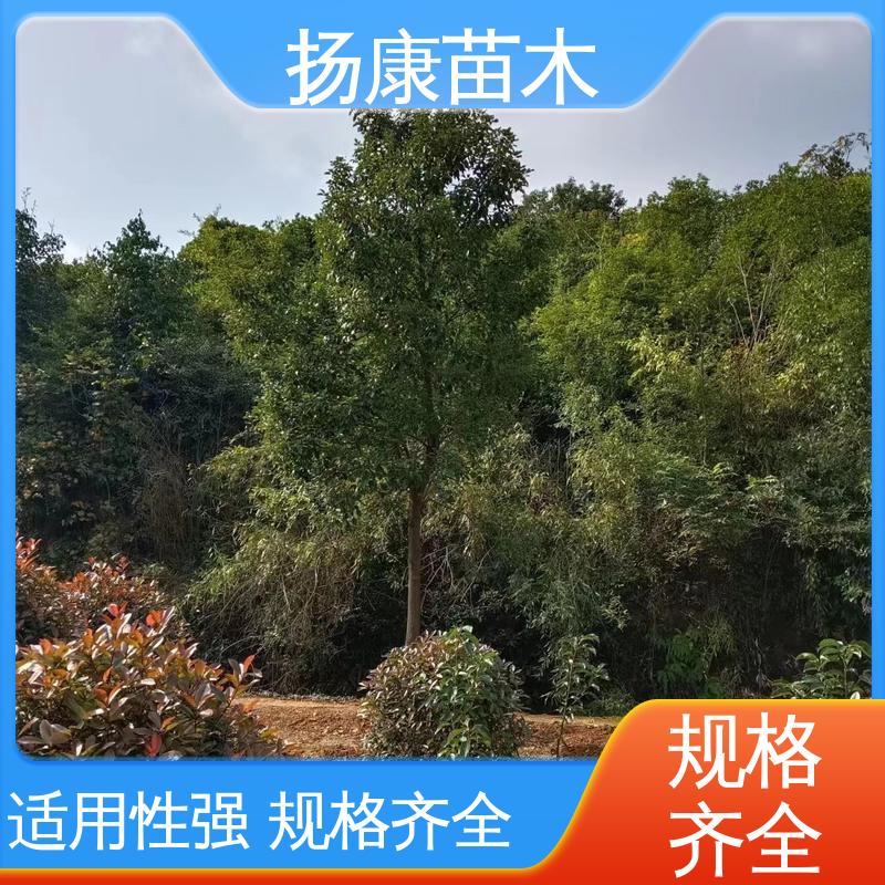 扬康苗木 四 川乐昌含笑 园林庭院造景植物 观赏价值高
