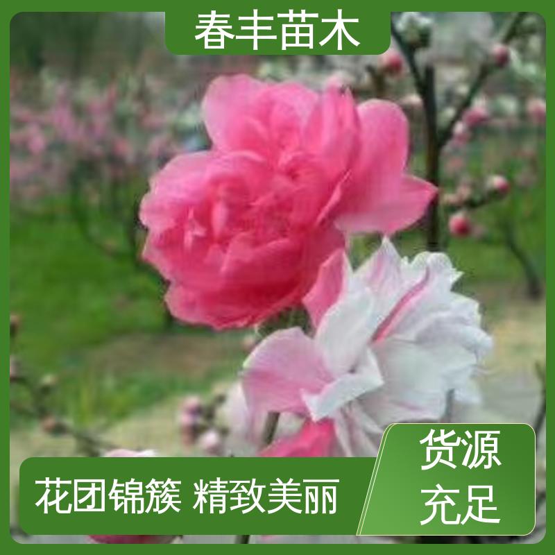 春丰苗木 基地现挖 五色桃花 绿化工程行道树 颜色鲜艳 花色多样