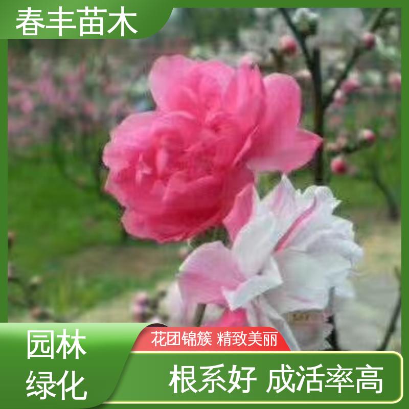 春丰苗木 基地现挖 五色桃花 8-10公分 花色多样