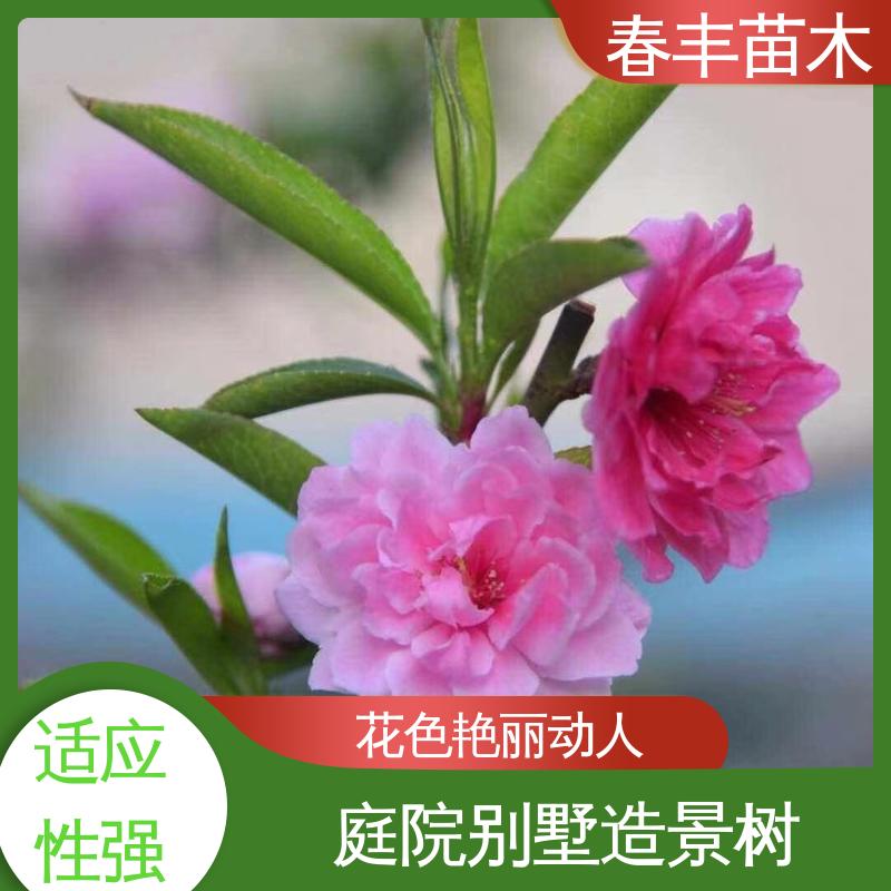 春丰苗木 基地供应 五宝碧桃 树形丰富 花香四溢 移栽种植 高存活率