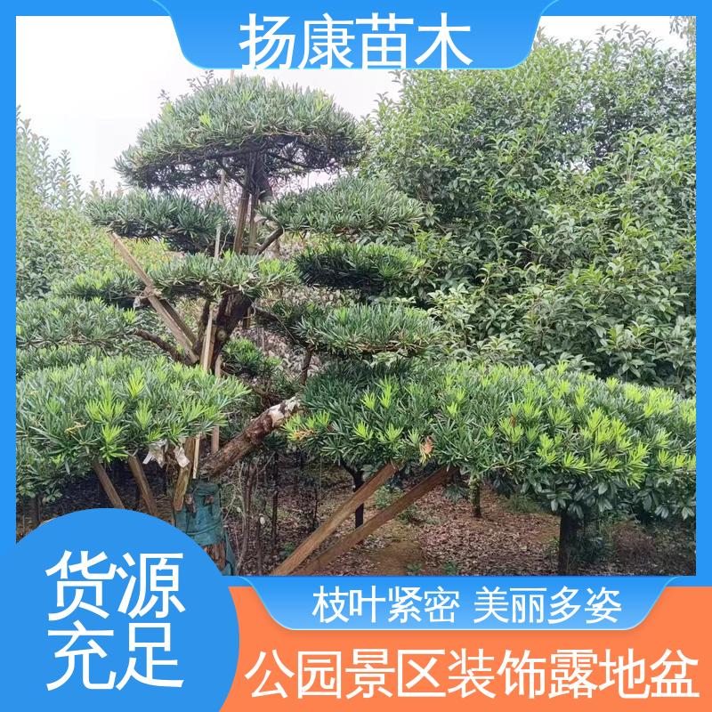 扬康苗木 20公分罗汉松 庭院别墅造景树 观赏价值高