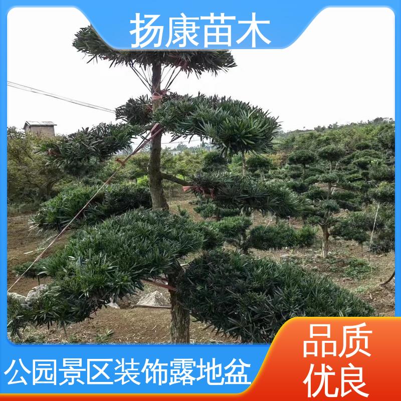 扬康苗木 基地供应 15公分罗汉松 园林绿化专用树 高端大气镇宅