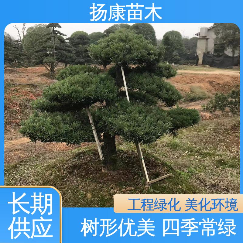 扬康苗木 基地供应 14公分罗汉松 园林绿化工程设计 常绿乔木 适应性强