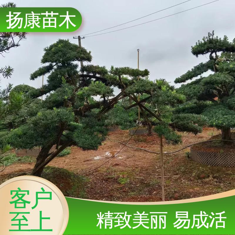 扬康苗木 16公分罗汉松 园林绿化专用树 观赏价值高