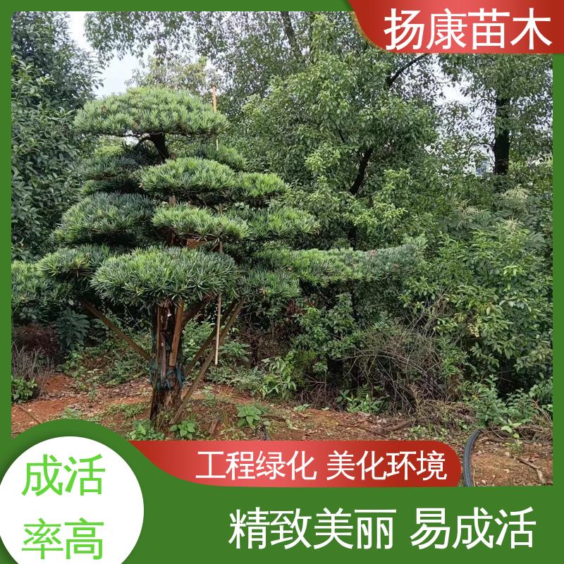 扬康苗木 基地供应 斜票风罗松 园林绿化工程设计 常绿乔木 适应性强