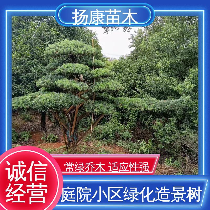 扬康苗木 基地供应 12公分罗汉松 园林绿化专用树 枝叶紧密 美丽多姿