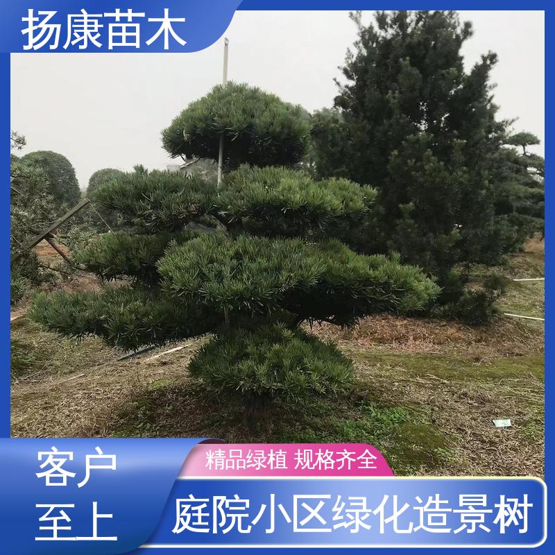 扬康苗木 25公分罗汉松 庭院别墅标配 高成活率 规格齐全