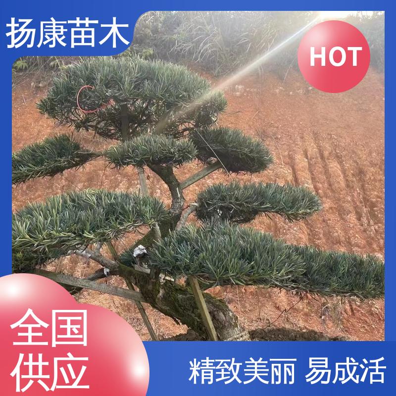扬康苗木 基地供应 四 川罗汉松 园林绿化工程设计 造型优美 易成活