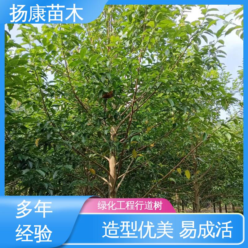 扬康苗木 基地供应 18公分乐昌含笑 绿化工程专用苗 环境适应性强