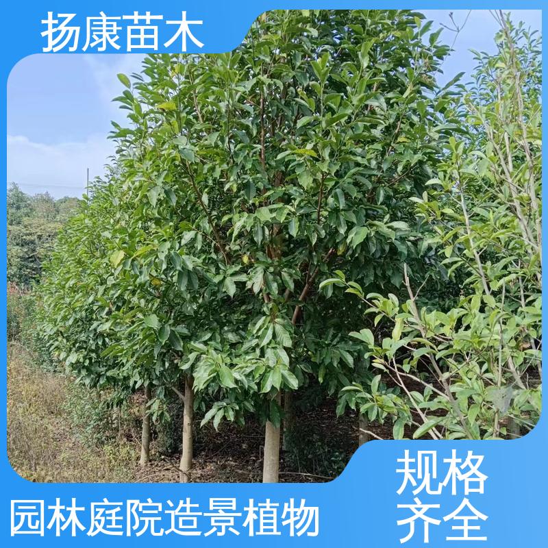 扬康苗木 20公分乐昌合笑 园区道路绿化苗 观赏价值高