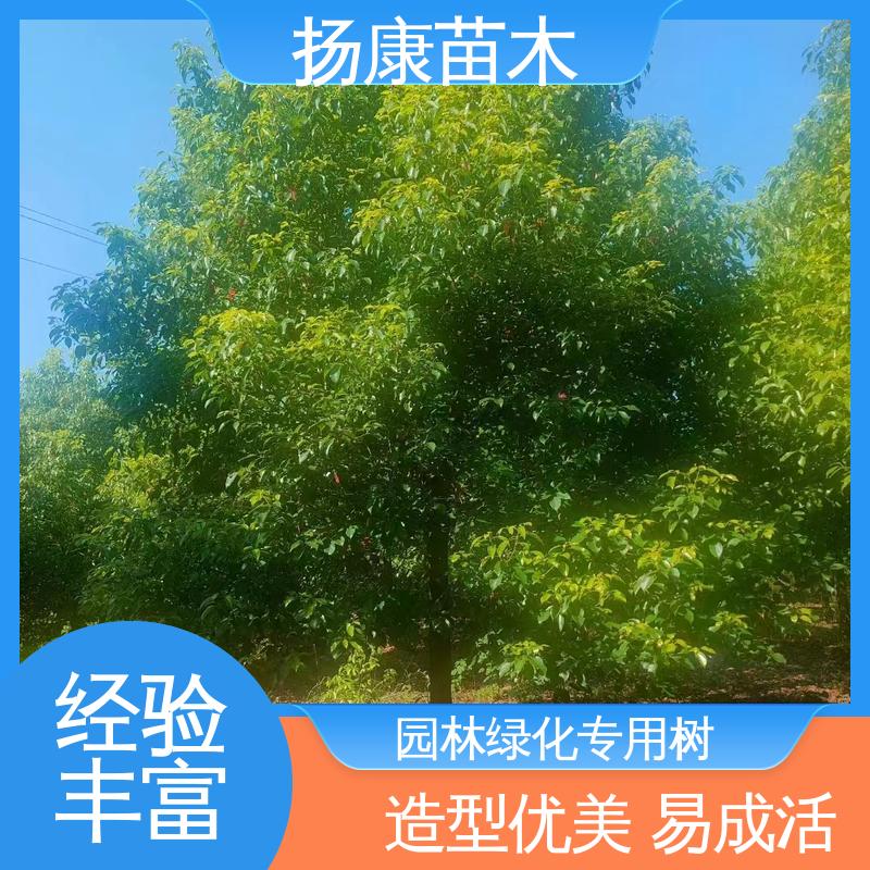 扬康苗木 基地供应 精品乐 昌含笑 园林绿化专用树 枝叶紧密 美丽多姿