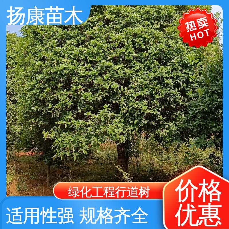 扬康苗木 四 川乐昌含笑 园林庭院造景植物 适用性强 规格齐全