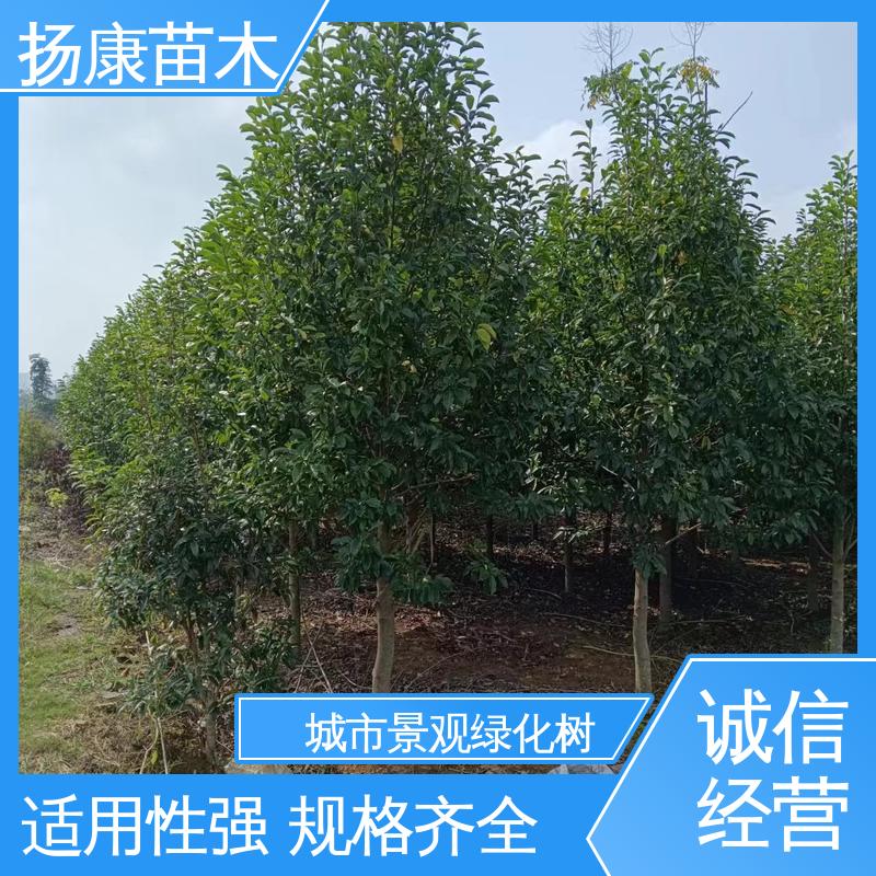 扬康苗木 15公分平 昌含笑 城市景观绿化树 高端大气美观
