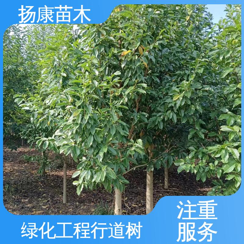 扬康苗木 15公分平昌含笑 园林绿化专用树 树形丰富 成活率高