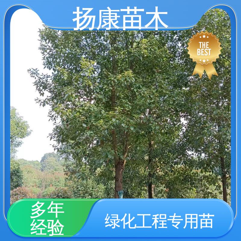 扬康苗木 浙 江乐昌含笑 庭院小区绿化造景树 适用性强 规格齐全