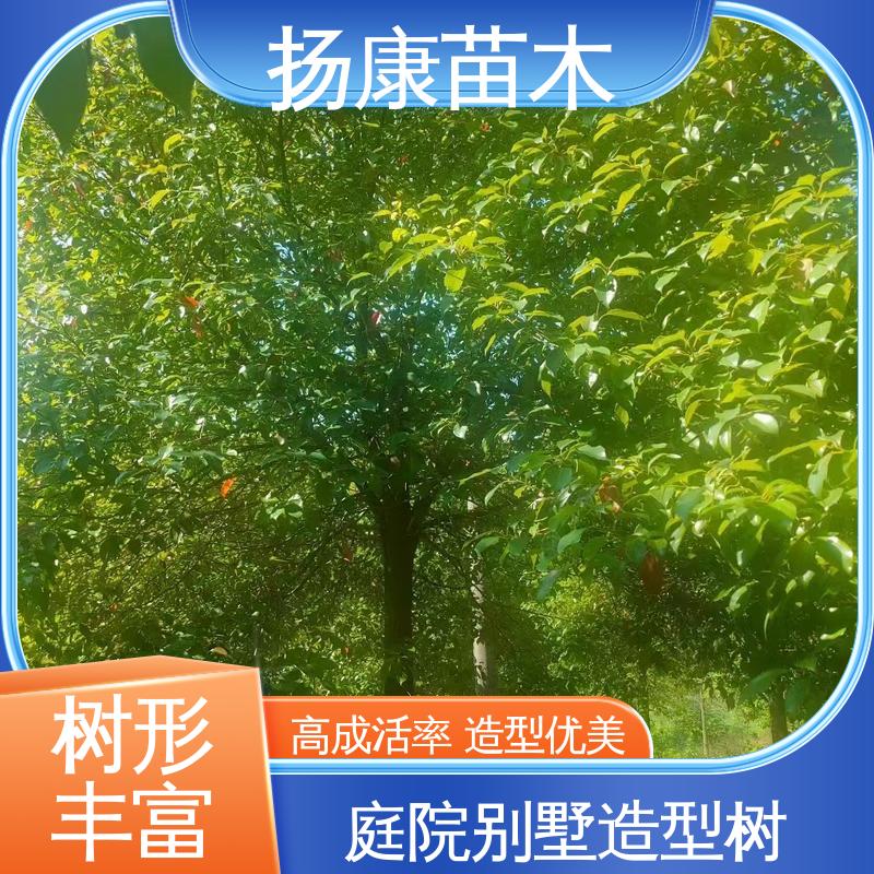 扬康苗木 基地供应 全冠香樟 绿化工程改造苗 适用性强 规格齐全