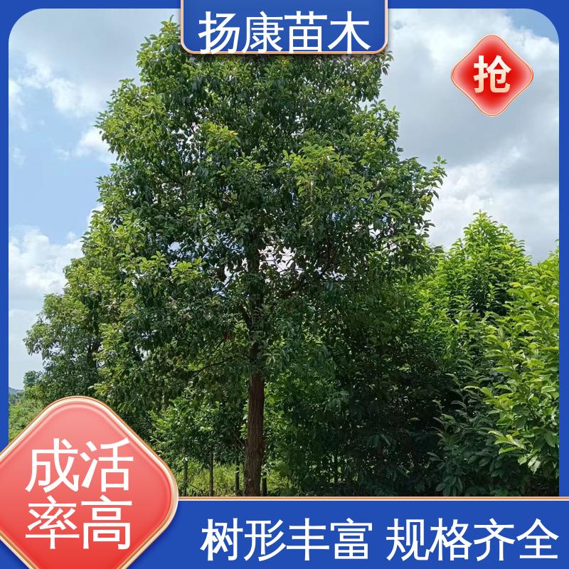 扬康苗木 18公分香樟 道路绿化行道苗 观赏价值高