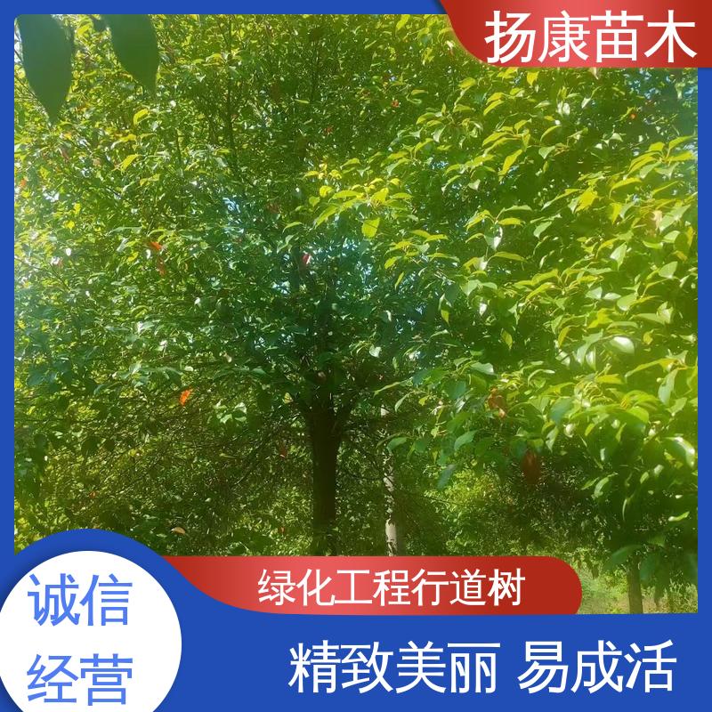 扬康苗木 基地供应 全冠香樟 园林景区栽植 适用性强 规格齐全