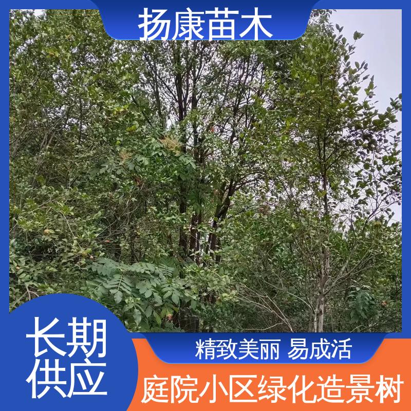 扬康苗木 基地供应 全冠香樟 园林庭院造景植物 高端大气美观