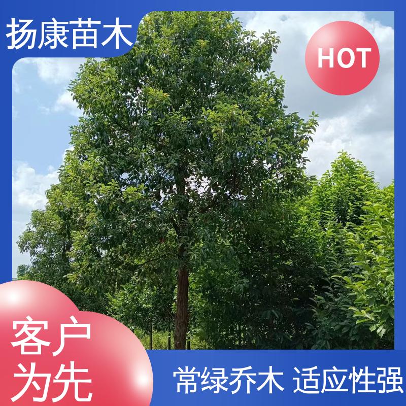 扬康苗木 50公分香樟 园林庭院造景植物 适用性强 规格齐全