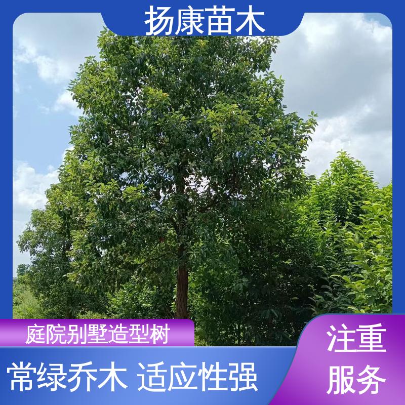 扬康苗木 20公分香樟 园林庭院造景植物 树形丰富 成活率高