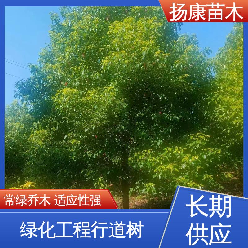 扬康苗木 基地供应 20公分香樟 园林绿化工程设计 枝叶紧密 美丽多姿