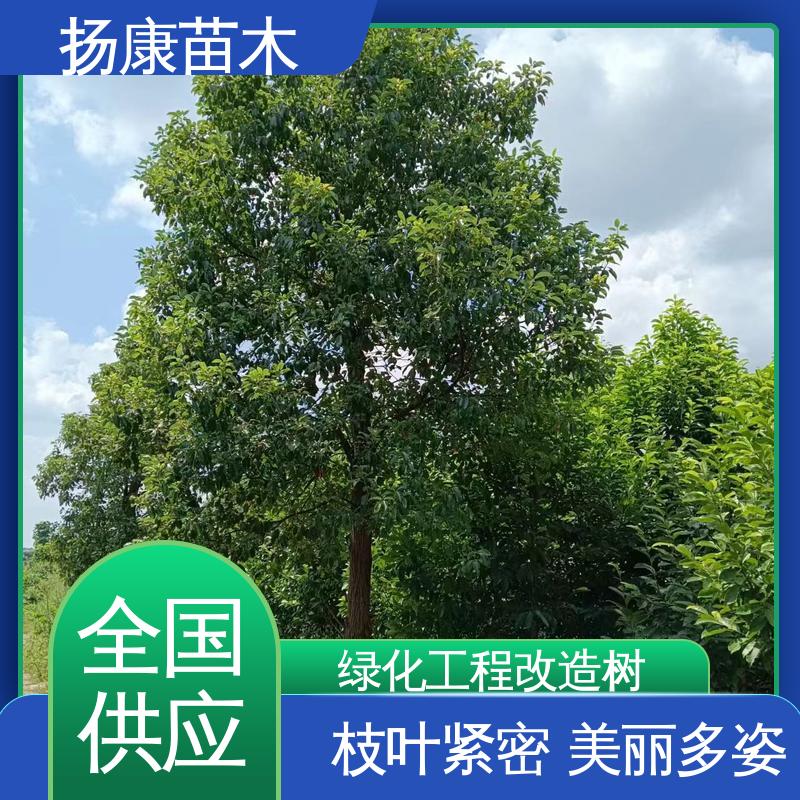 扬康苗木 50公分香樟 城市景观绿化树 高端大气美观