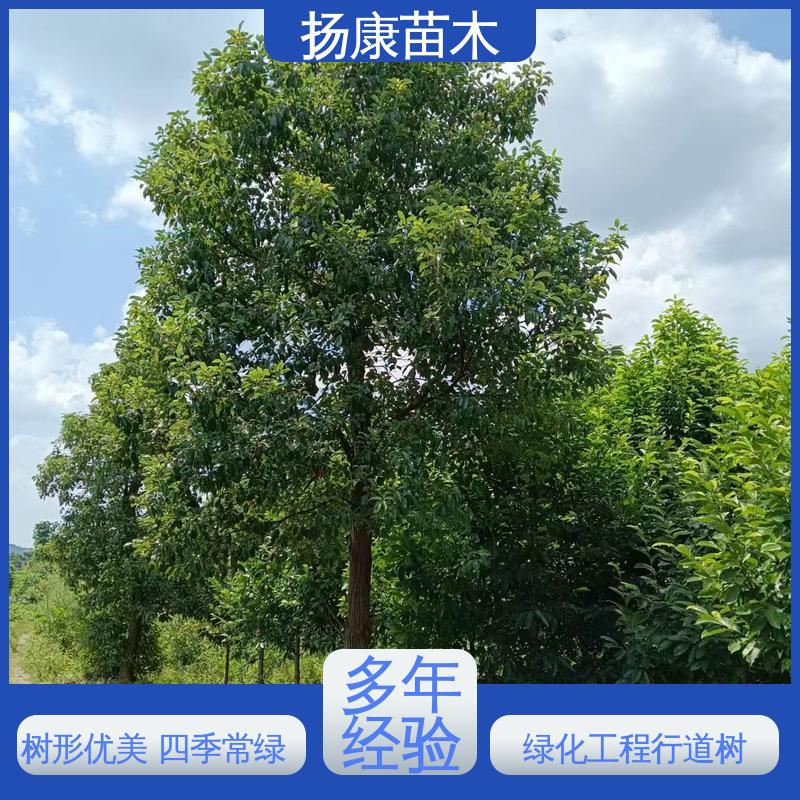 扬康苗木 丛生香樟苗 园林绿化专用树 枝叶紧密 美丽多姿