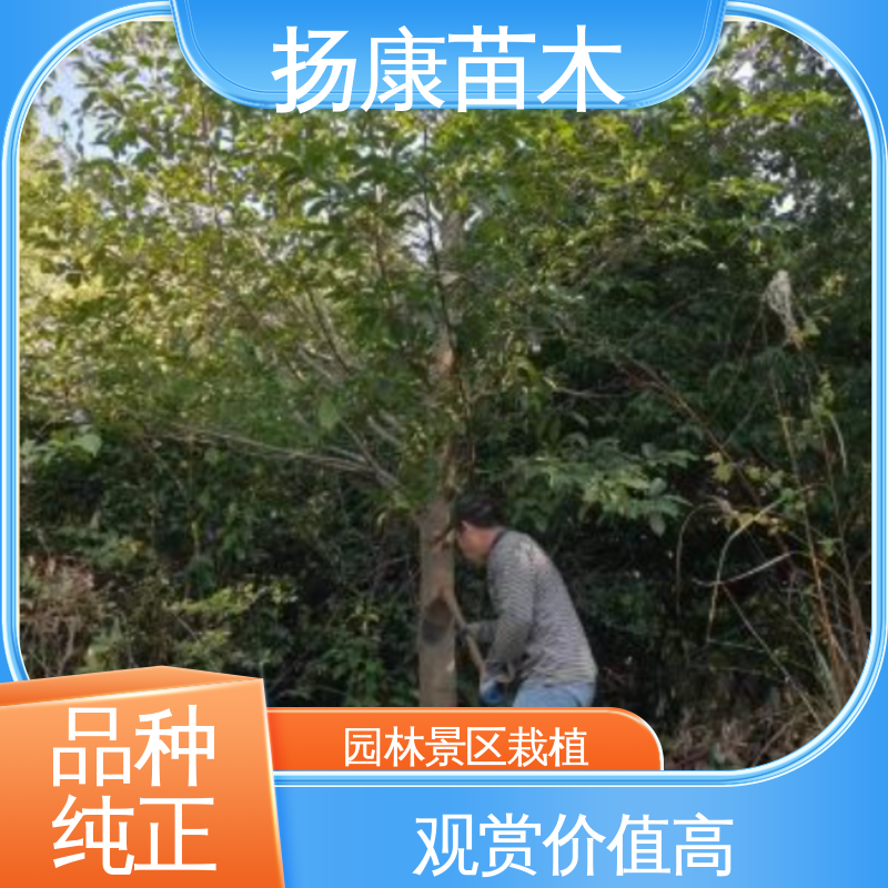 扬康苗木 基地供应 云 南 乐 昌合笑 庭院小区绿化造景树 造型优美 易成活