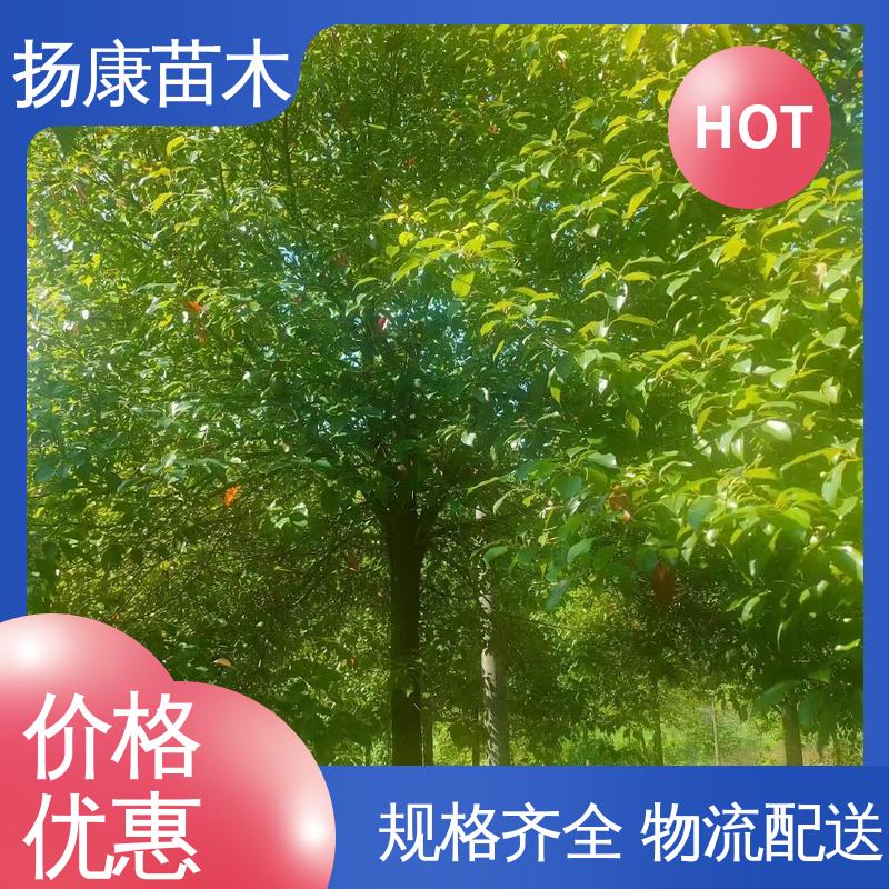 扬康苗木 30公分香樟 城市景观绿化树 树形丰富 成活率高
