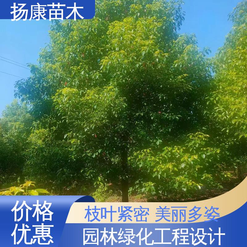 扬康苗木 基地供应 湖 南香樟 绿化工程改造苗 枝叶紧密 美丽多姿