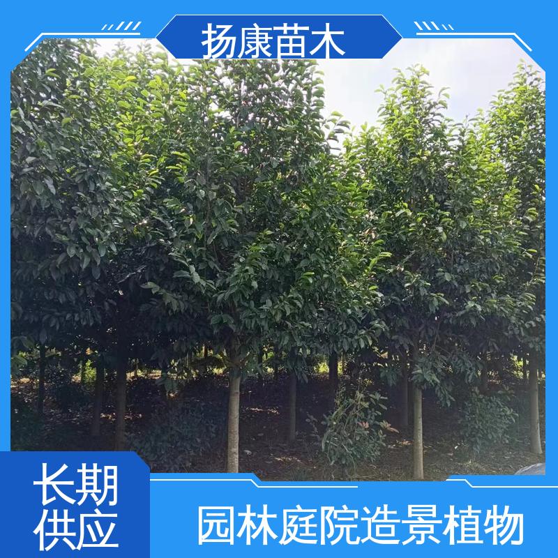扬康苗木 四 川乐 昌含笑 园林绿化专用树 造型优美 易成活