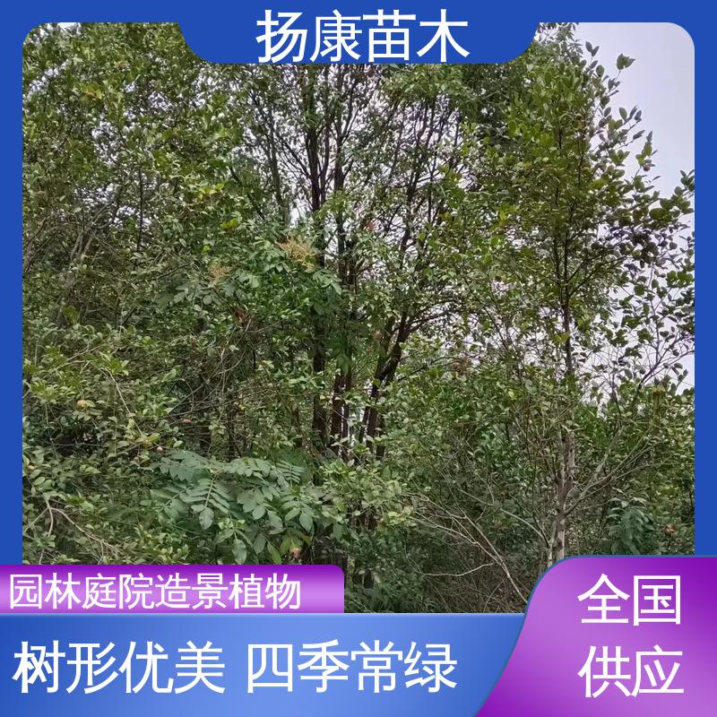 扬康苗木 基地供应 移植香樟 园区道路绿化苗 高端大气美观