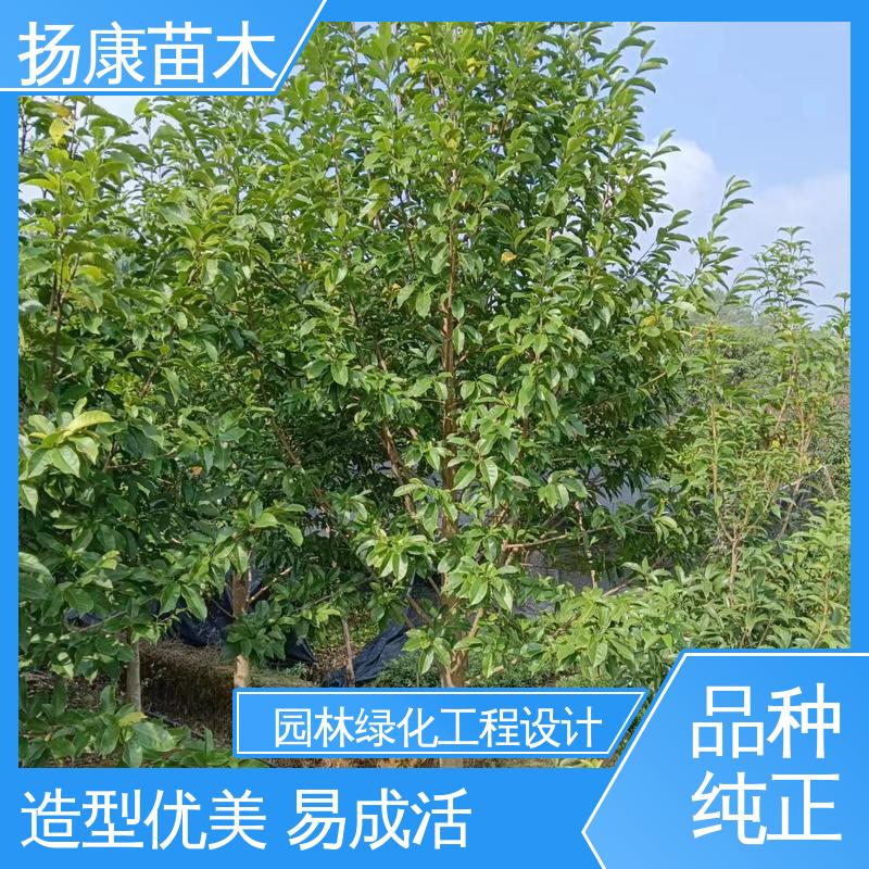 扬康苗木 基地供应 12公分乐 昌含笑 园林绿化工程设计 造型优美 易成活